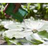 Category Pond Treatments image